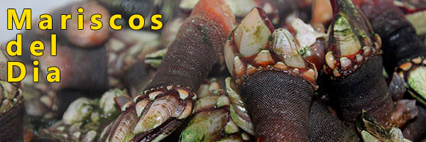mariscos online mariscos del dia