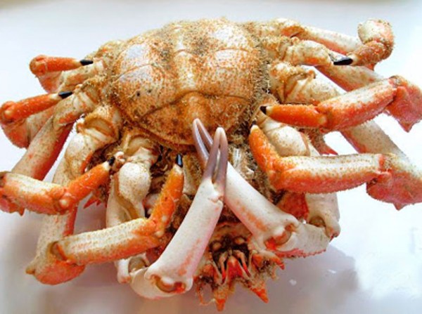 mariscos_online-centolla