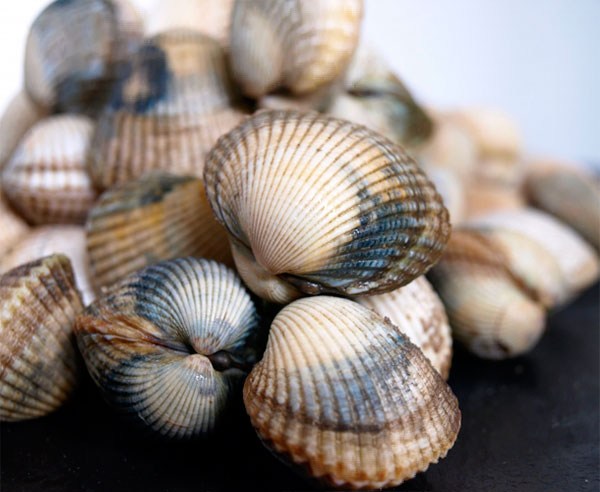 Mariscos.online  Berberechos gallegos