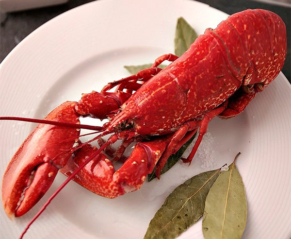 mariscos_online_bogavante-azul-gallego