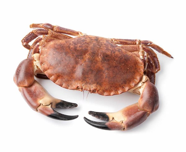 Mariscos Online Buey de Mar