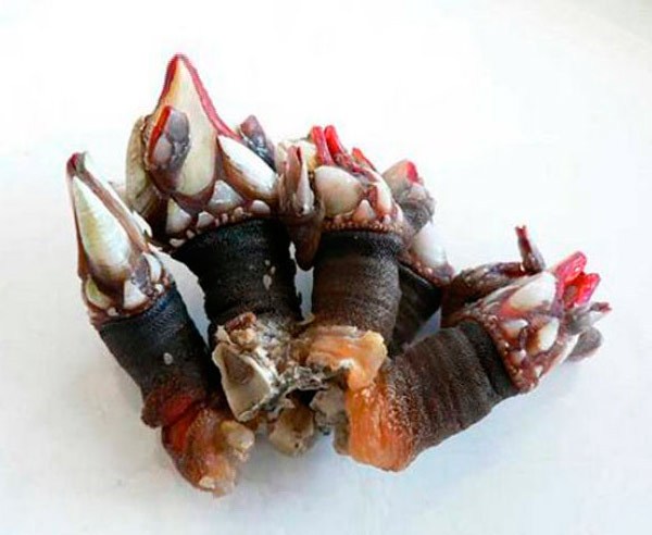 mariscos_online_percebes_gallegos-2
