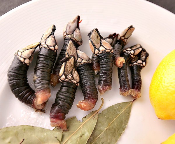 Mariscos.online Percebe Gallego